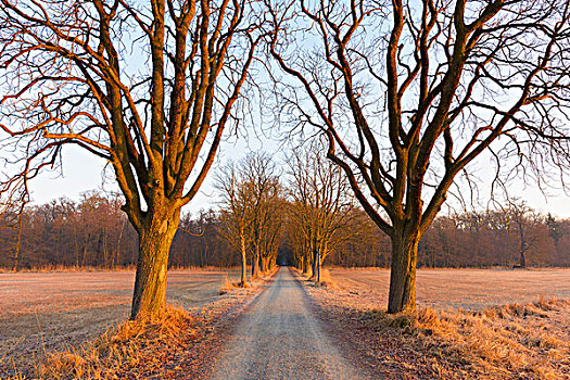 栗子,树林,道路,早晨,亮光,二月,黑森州,德国