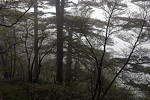 黄山雾中的松树