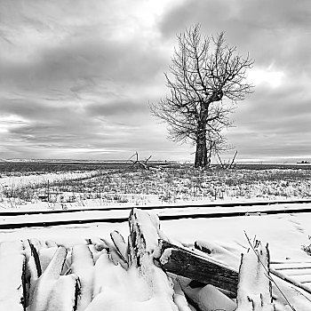 黑白照片,树,雪地,黑白,荒芜,靠近,长椅,华盛顿