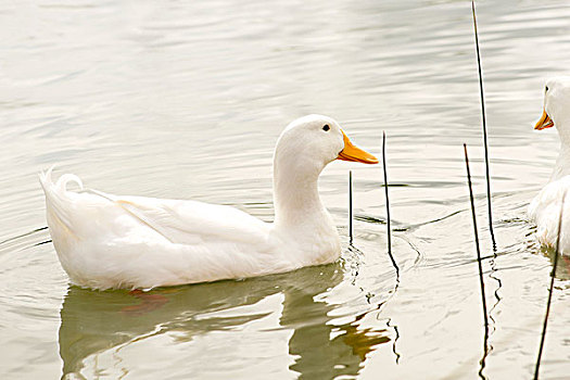白色,鸭子,水塘