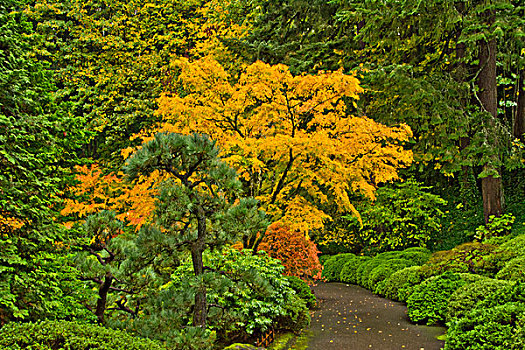 秋色,波特兰,日式庭园,俄勒冈,美国