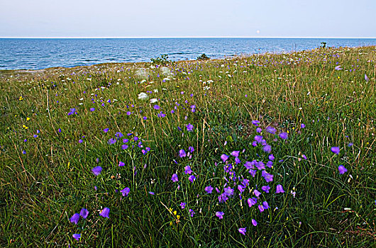 草地,海洋