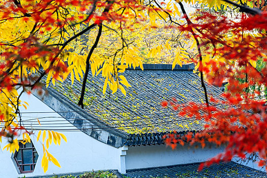 彩色枝叶下的灰瓦建筑,南京清凉山公园