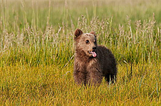 褐色,大灰熊,幼兽,棕熊,阿拉斯加,美国