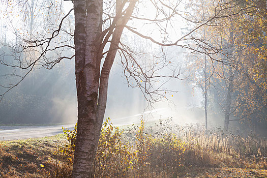 风景,乡村道路,树林,光线,模糊,秋天,太阳,南方,芬兰