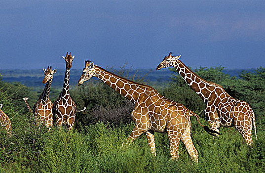 网纹长颈鹿,长颈鹿,牧群,公园,肯尼亚