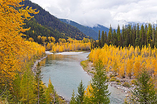 桦树,白杨,转,金色,中间,河,冰川国家公园,蒙大拿,美国