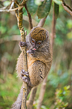 madagascarlemur马达加斯加竹子狐猴在竹林里