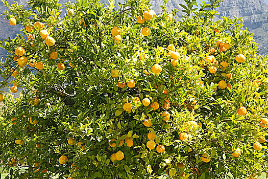 柠檬树,柑橘,南非,非洲