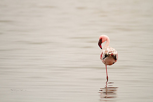 小红鹳,小火烈鸟,单腿独立,水,湾,纳米比亚,非洲