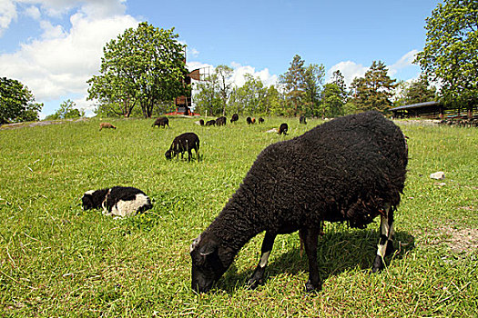 羊群,放牧,山