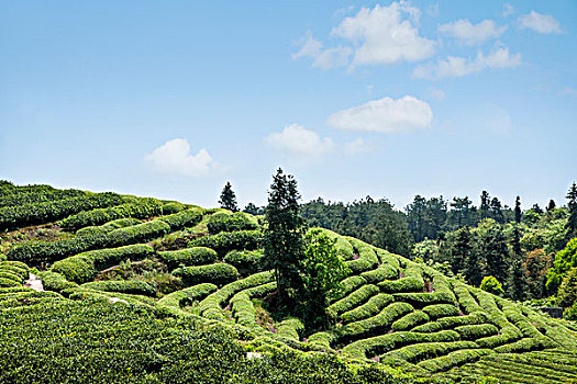 重庆巴南区二圣镇白象山茶场