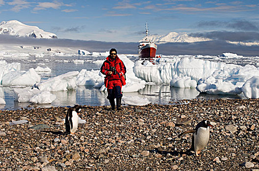 南极,南极半岛,海峡,港口,船,智利人,巴布亚企鹅