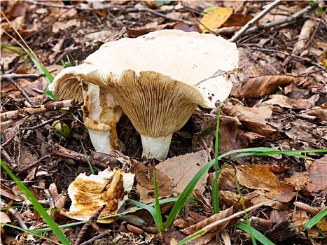 蘑菇,秋天