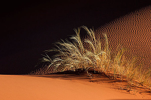 沙丘,草,纳米布沙漠,纳米比亚,非洲
