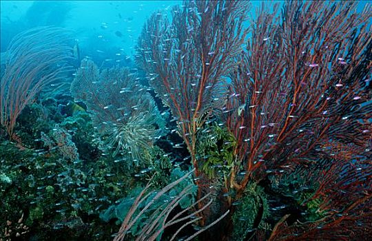 珊瑚礁,柳珊瑚目