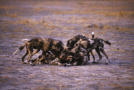 博茨瓦纳,奥卡万戈三角洲,岛屿,非洲猎犬,小狗,玩
