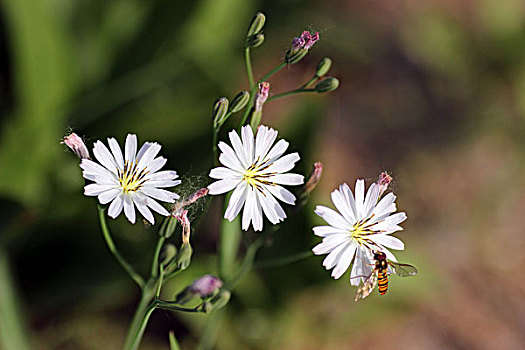 苦菜花,春天,开花,艳丽,花蕊,娇美,新鲜,花朵,柔弱,蜜蜂,9