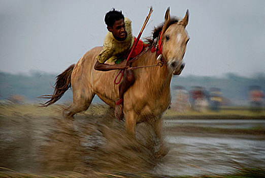 赛马,传统,运动项目,拿,泥,道路,田野,右边,收获,库尔纳市,孟加拉,一月,2008年