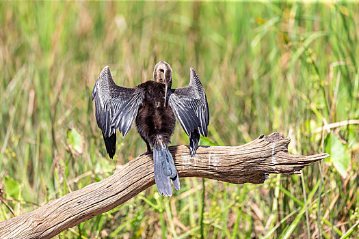 生活在内陆淡水湖泊的黑腹蛇鹈鸟