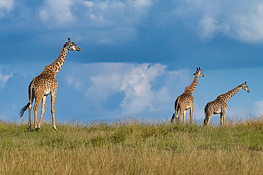 长颈鹿,三只动物,走,草,大草原,马赛马拉,肯尼亚,非洲