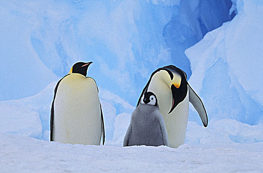 南极,帝企鹅,幼禽