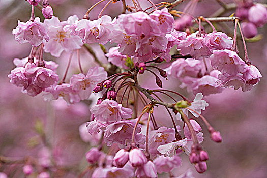 樱花,岚山,京都,日本