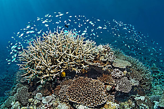 珊瑚礁,多样,桌面珊瑚,珊瑚,鱼群,绿色,蓝绿色,印度洋,南马累环礁,马尔代夫,亚洲