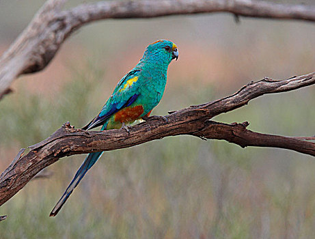 鹦鹉,南澳大利亚州,澳大利亚