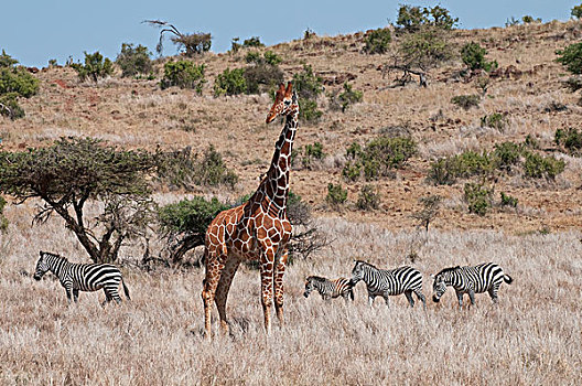 网纹长颈鹿,长颈鹿,斑马,热带草原,莱瓦野生动物保护区,肯尼亚