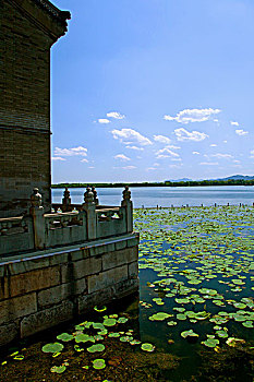 昆明湖水面上连片的绿色荷花