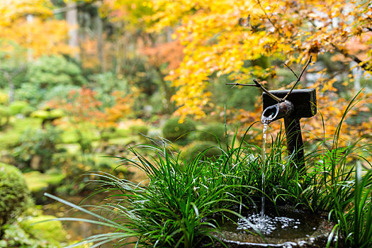 水,竹子,日本寺庙,秋季
