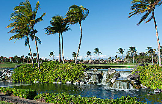 瓦克拉,夏威夷,夏威夷大岛,漂亮,水,棕榈树,家,奢华,海滩
