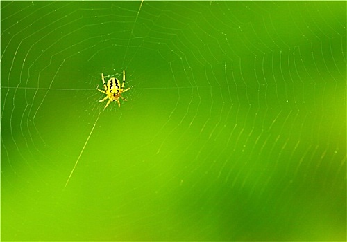 蜘蛛网,背景
