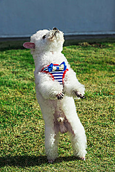 白色泰迪犬