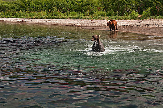 棕熊,觅食,三文鱼,河,堪察加半岛,俄罗斯