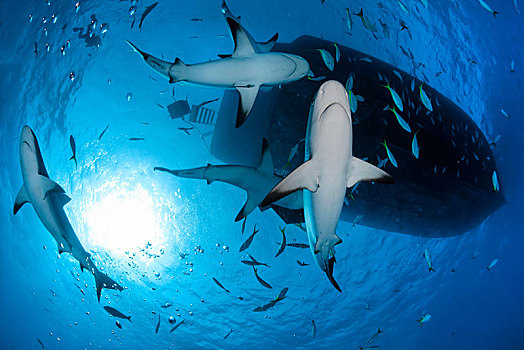 几个,加勒比礁鲨,游动,一个,潜水,船,大巴哈马岛,巴哈马,中美洲