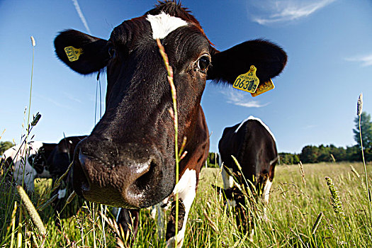 母牛,草,瑞典