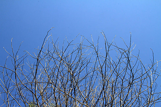 春天的蓝天和树梢