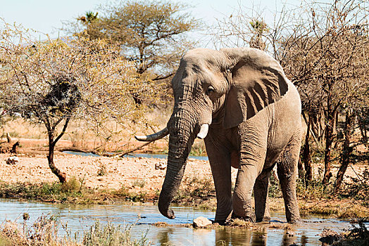 大象,雄性动物,非洲象,水坑,自然保护区,纳米比亚,非洲