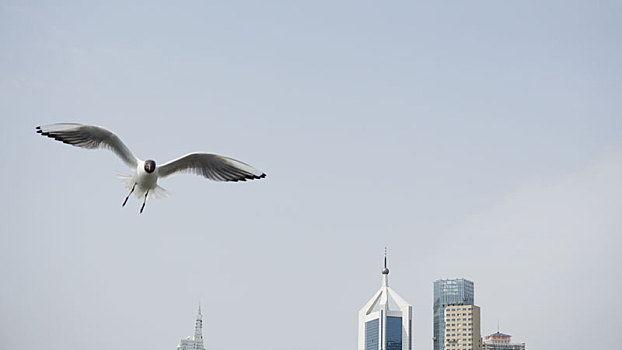 城市上空的一只海鸥