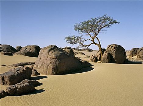孤单,刺槐,幸存,石头,漂石,努比亚,沙漠,东北方,苏丹,撒哈拉沙漠