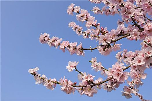 特写,杏花