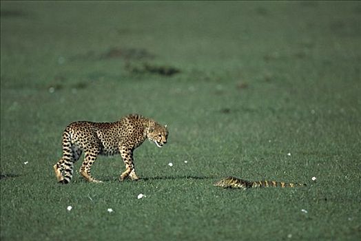印度豹,猎豹,尾随,巨蜥,巨蜥属,马赛马拉国家保护区,肯尼亚