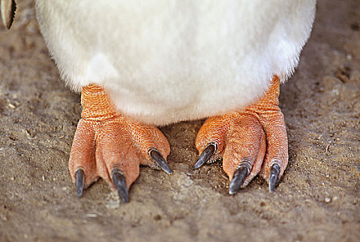 巴布亚企鹅,脚,南极