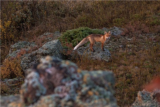 红狐,针叶林带