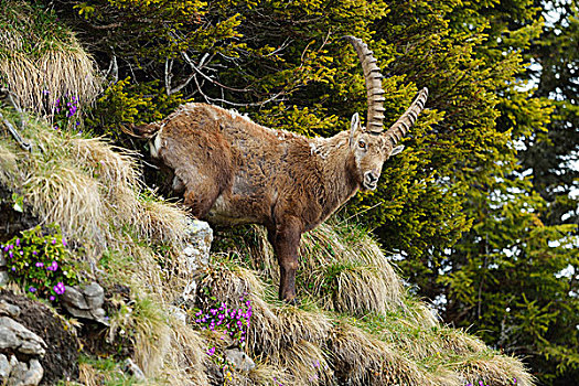 阿尔卑斯野山羊,羱羊,站立,陡峭,地形,伯恩高地,瑞士,欧洲
