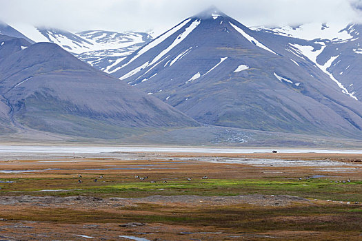 北极,苔原,夏天,斯瓦尔巴特群岛,挪威