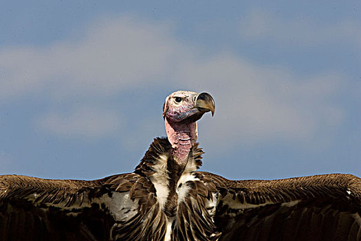 肯尼亚,特写,肉垂秃鹫,头部,伸展,翼