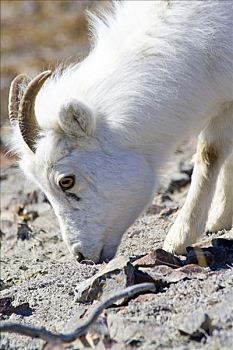 野大白羊,白大角羊,绵羊,山,克卢恩国家公园,育空地区,加拿大,北美